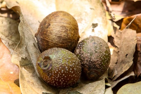 El árbol guacatillo de montaña mide unos 80 pies de altura y sirve de alimento para el quetzal.