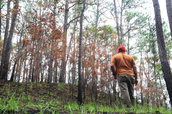 Diez zonas de reserva hondureñas están en riesgo por incendios