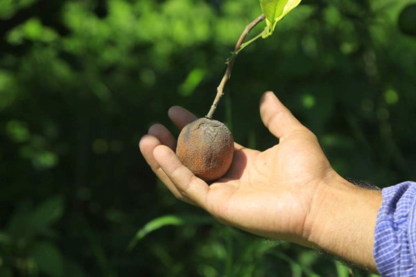 Enfermedad terminal amenaza producción de cítricos en Centroamérica