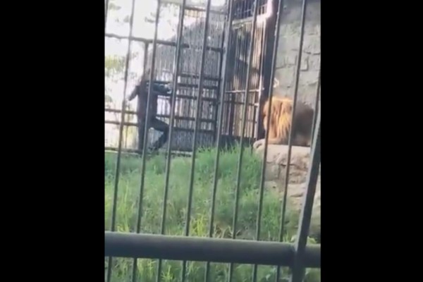 Tegucigalpa: Supuesto joven ebrio que jugaba con un león se lleva un final inesperado