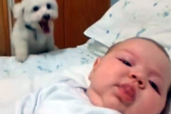 Video: Cachorro trata de acercarse con ternura a una bebé