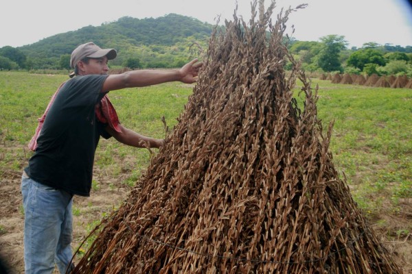 En auge la producción de ajonjolí