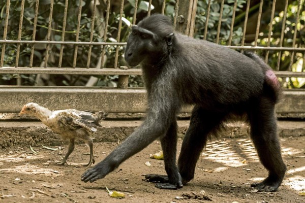 Una macaca y un pollo protagonizan una historia de amor materno en Israel  