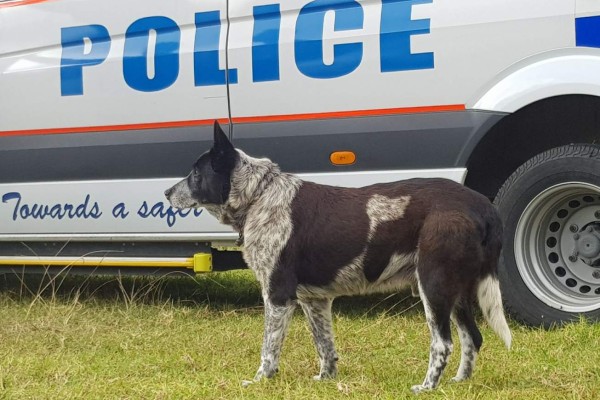 Un perro recibe honores policiales por cuidar a una niña perdida