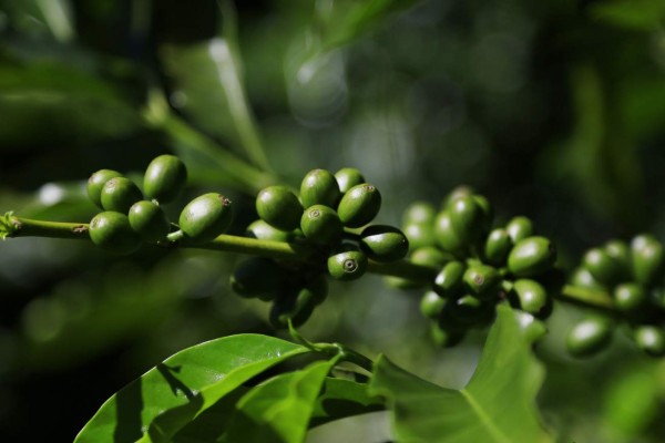 Producción cafetalera dejará cifras históricas