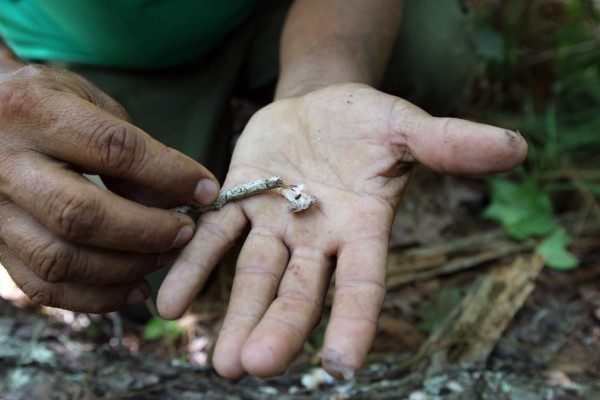 Un 45% del bosque de pino en riesgo por el gorgojo