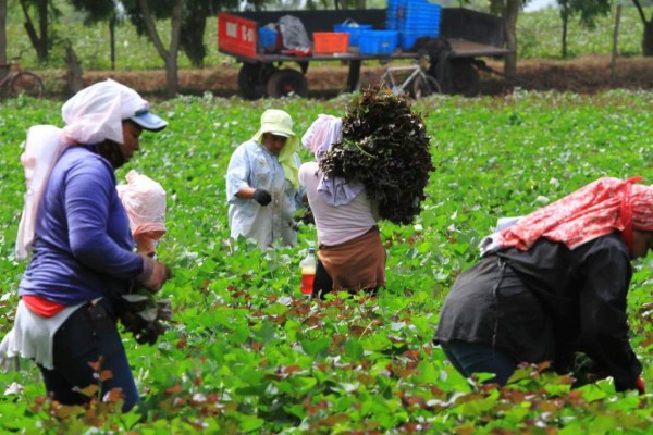 Experiencia agrocomercial de Honduras inspira a Nicaragua y Guatemala  