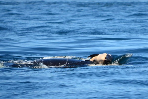 Termina el duelo de la ballena que cargó a su cría muerta durante 17 días