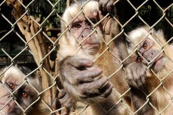 India usará a hombres vestidos de monos para echar a los primates