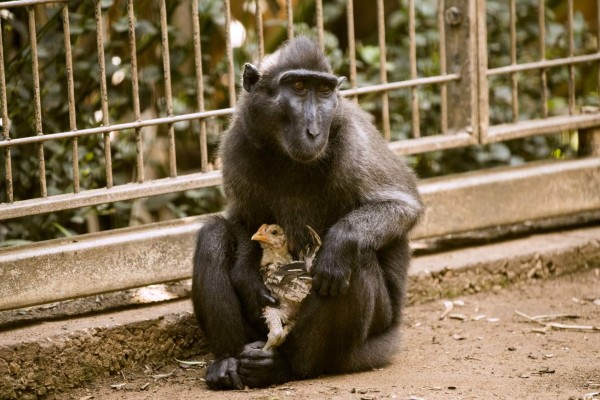 Una macaca y un pollo protagonizan una historia de amor materno en Israel  