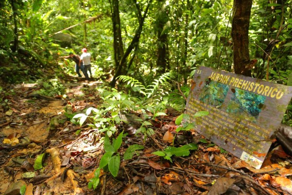 Pico Bonito, aguas cristalinas y una exuberante vida silvestre