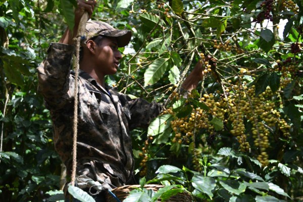 Ingresos por exportaciones de café hondureño caen 5.3 %