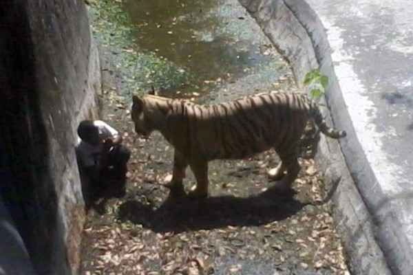 Video muestra como un tigre blanco mata a joven en un zoológico