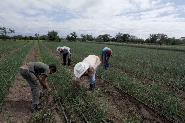 La SAG construye 126 reservorios de agua