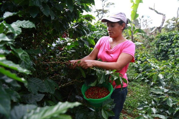 Lleva solo 6 años de ser cafetalero y ya vende a $29 la libra en Japón