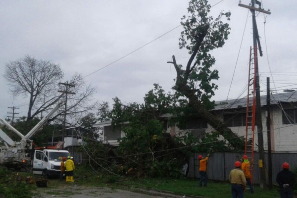 Caída de árbol deja sin electricidad varias zonas de San Pedro Sula