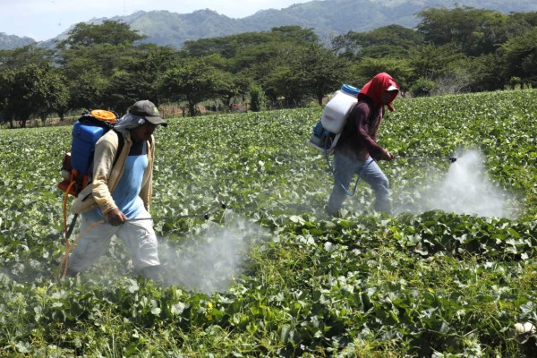 Productores pueden solicitar créditos a una tasa del 5%