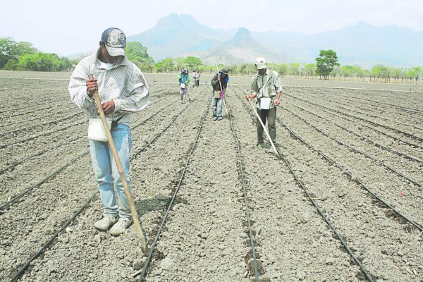 Invertirán $352 millones para riego de 23,000 hectáreas de cultivos