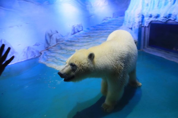 Campaña mundial para salvar al oso 'más triste del mundo'