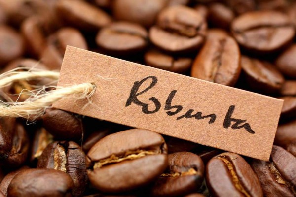Sequía afecta producción de café robusta en Brasil