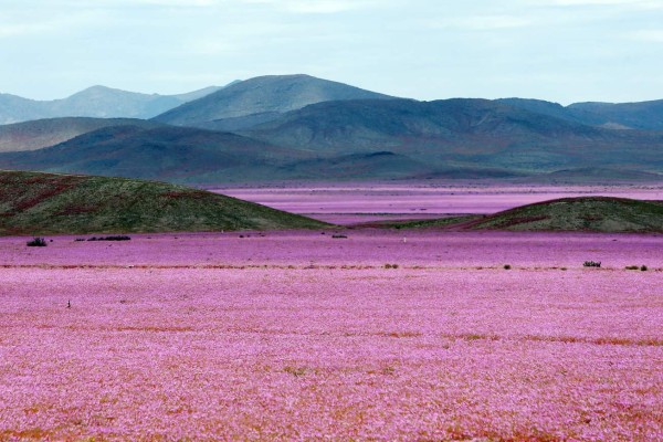 El desierto chileno se cubre de flores