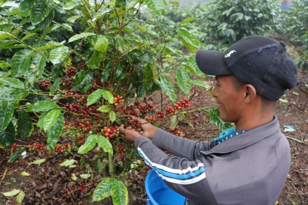 Banhprovi creará fideicomiso especial para café y mipymes