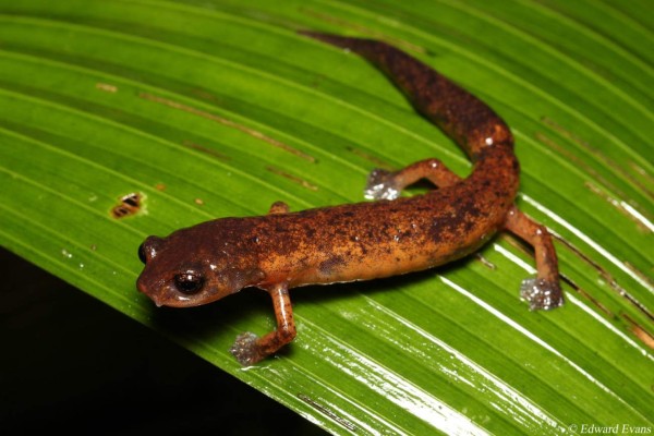 Científicos investigan biodiversidad en El Merendón