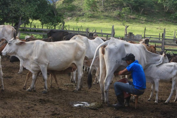 Sequía pone en riesgo hasta 40% de la producción lechera