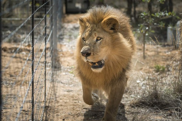 Liberan en Sudáfrica a 33 leones rescatados de circos sudamericanos