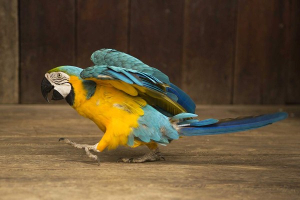 Amazonas, el tour de un hondureño