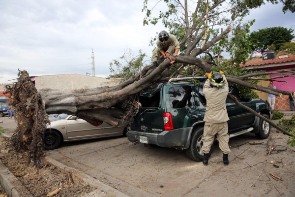 Vientos fuertes de 30 minutos dejan árboles y rótulos caídos en Tegucigalpa