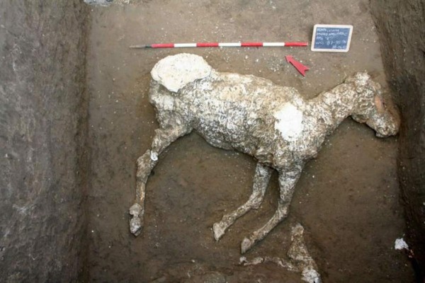 Un caballo engalanado, el último tesoro arqueológico hallado en Pompeya