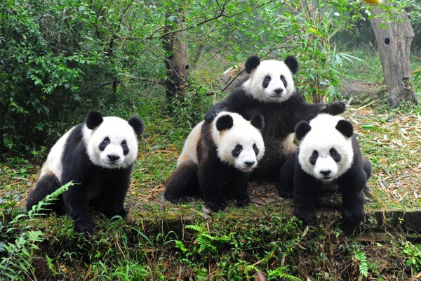 Los pandas gigantes amenazados por el cambio climático