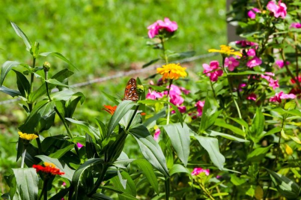 Gran variedad de especies de plantas se observan en las cercanías del Parque Nacional Pico Pijol.