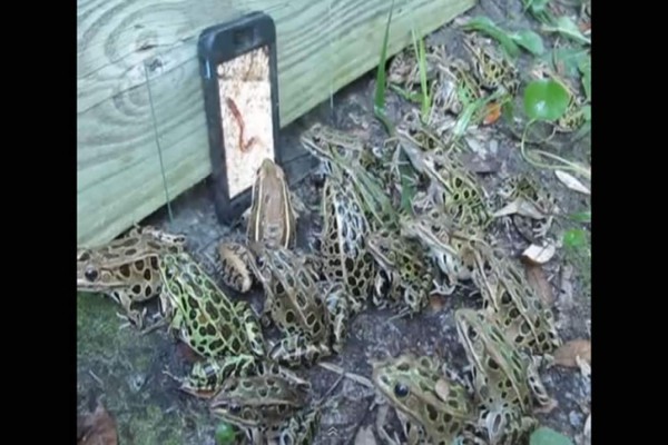 Video: Gusanos en Iphone engañan a un grupo de ranas