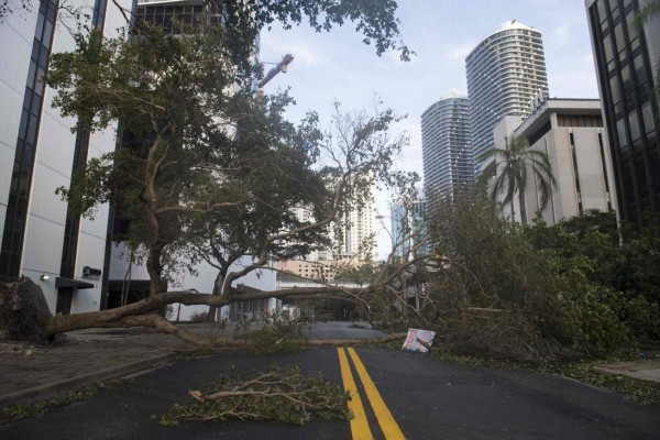 A fallen tree toppled by Hurricane Irma blocks a street in downtown Miami, Florida, on September 11, 2017. / AFP PHOTO / SAUL LOEB
