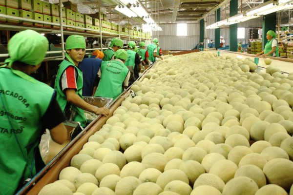 Envíos de melón generarán más de $65 millones