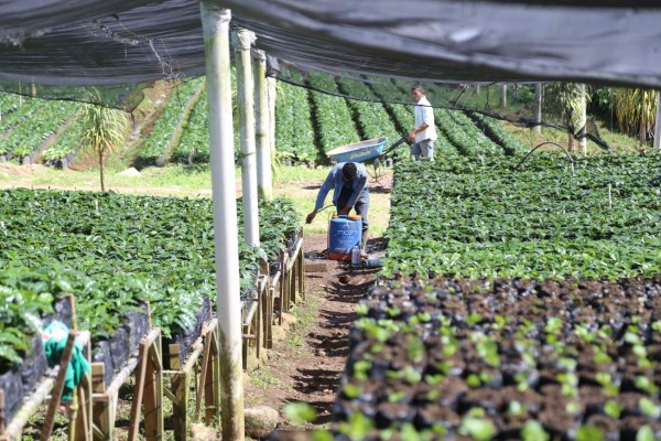 Cafetaleros proyectan cosecha récord de 8 millones de quintales