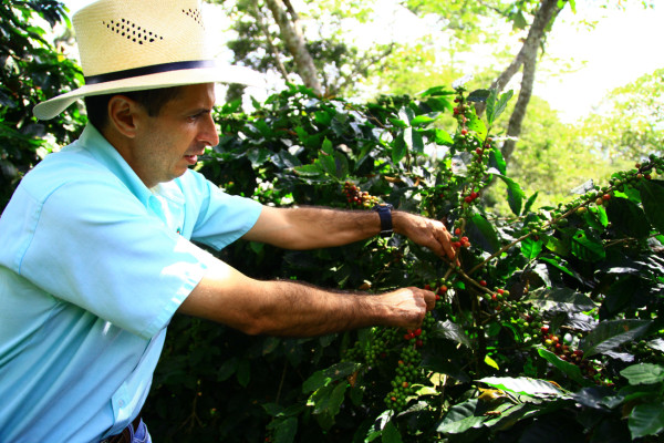 Caída de ingresos por café hondureño llega a 32.86%