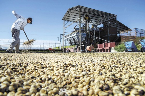 Sequía en agro brasileño beneficia exportaciones hondureñas de café