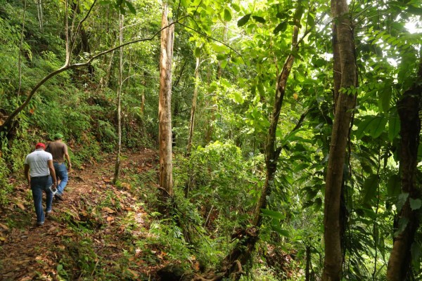 Pico Bonito, aguas cristalinas y una exuberante vida silvestre