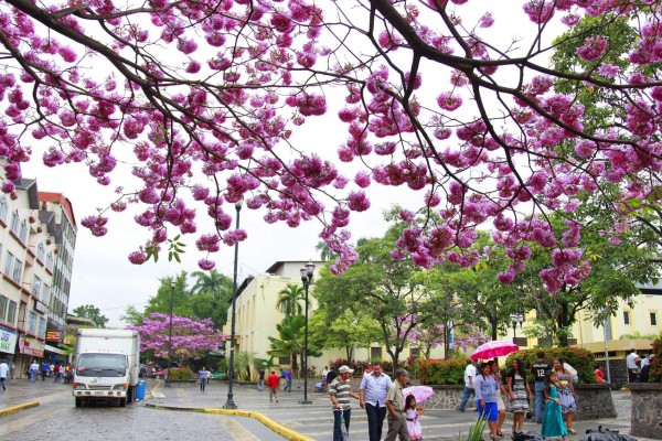 Los macuelizos embellecen San Pedro Sula