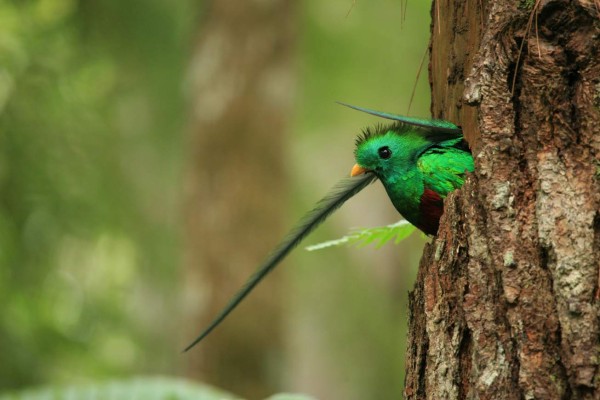 Hermosas especies de aves en Honduras