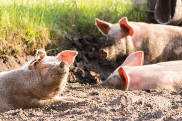 Científicos afirman que los mamíferos son capaces de respirar por los intestinos