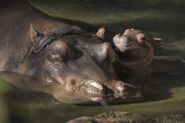 Nace el primer hipopótamo en 13 años en un parque de Disney en Florida
