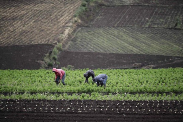 La agricultura en Latinoamérica y el Caribe y las claves para su futuro