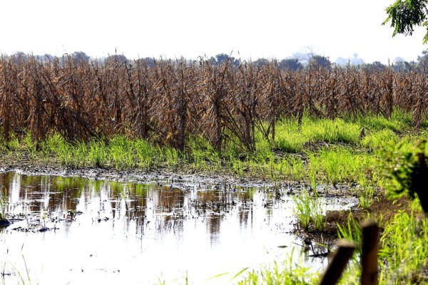 Productores de Colón estiman L100 millones en pérdidas por daños al arroz