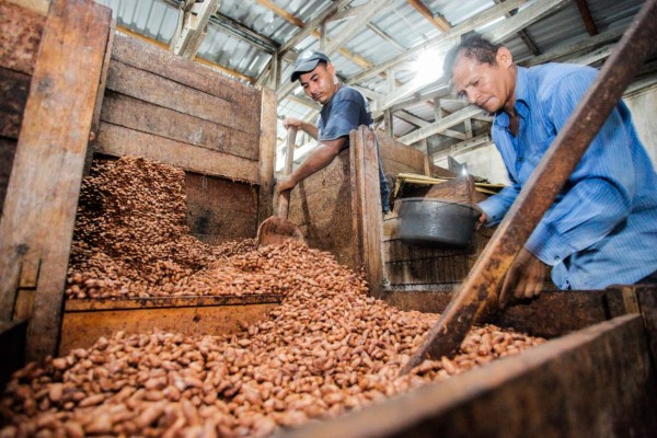 Prevén 10,000 hectáreas más de cacao en 5 años