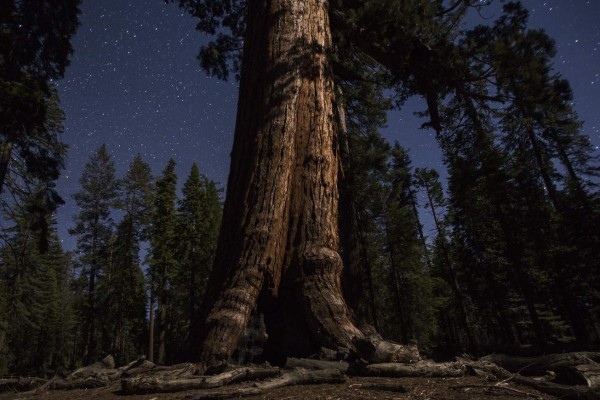 The Grizzly Giant sequoia tree is seen under a starry sky in the Mariposa Grove of Giant Sequoias on May 21, 2018 in Yosemite National Park, California which recently reopened after a three-year renovation project to better protect the trees that can live more than 3,000 years. / AFP PHOTO / DAVID MCNEW