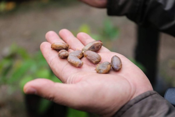 Impartirán diplomado de producción cacaotera